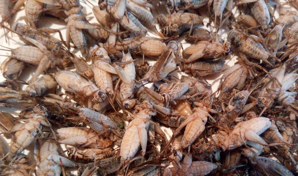 Прикормка для рыбалки