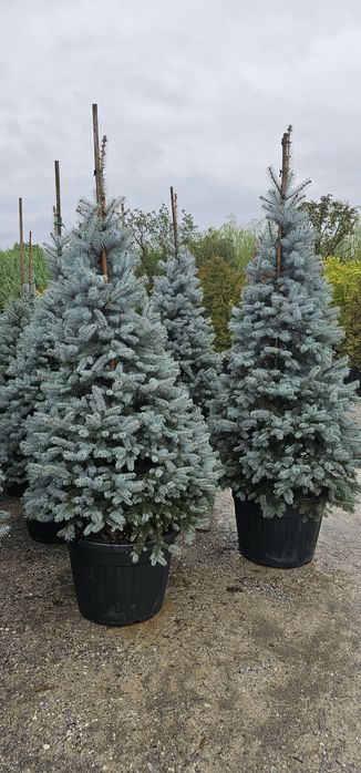 Prunus rosu - brazi argintiu pe picior - leylandi