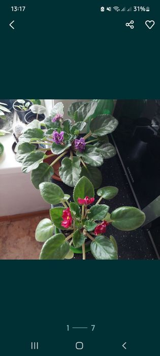 Фиалки цена от 2000тг