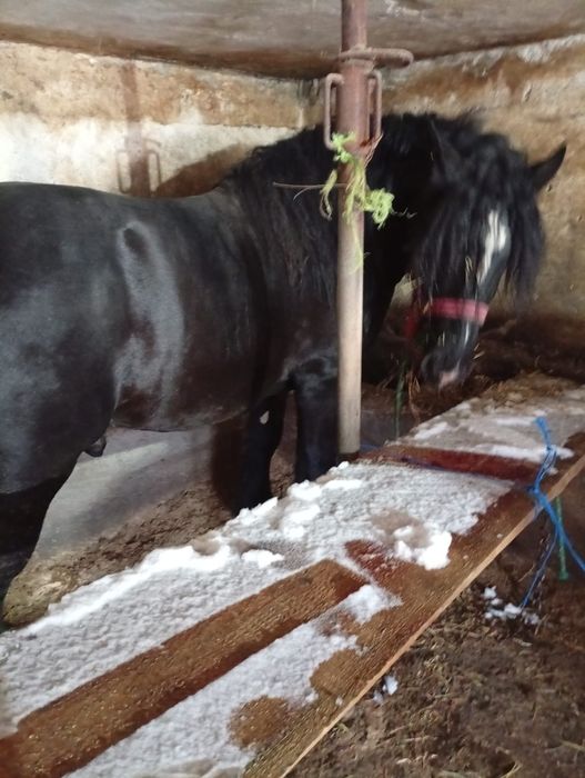 Vand cal 3 ani jumate