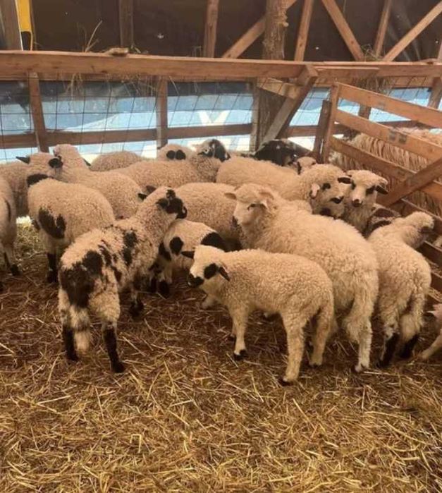 Miel Paste - Ridicare personala