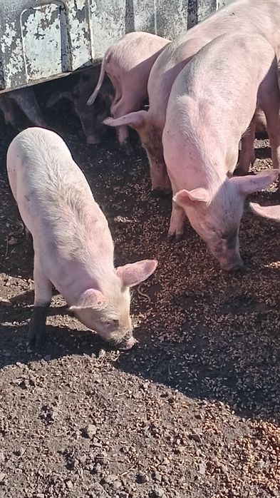 Продам поросят 1 месяц