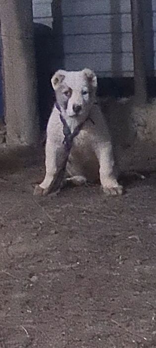 Продам щенка 3 месяц