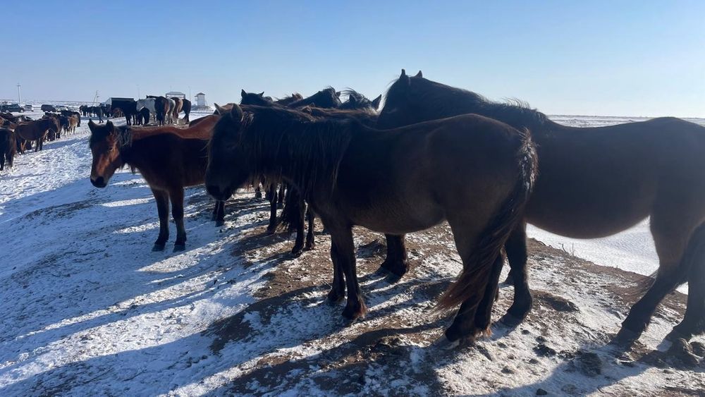 Продаю     кобылу    жирная