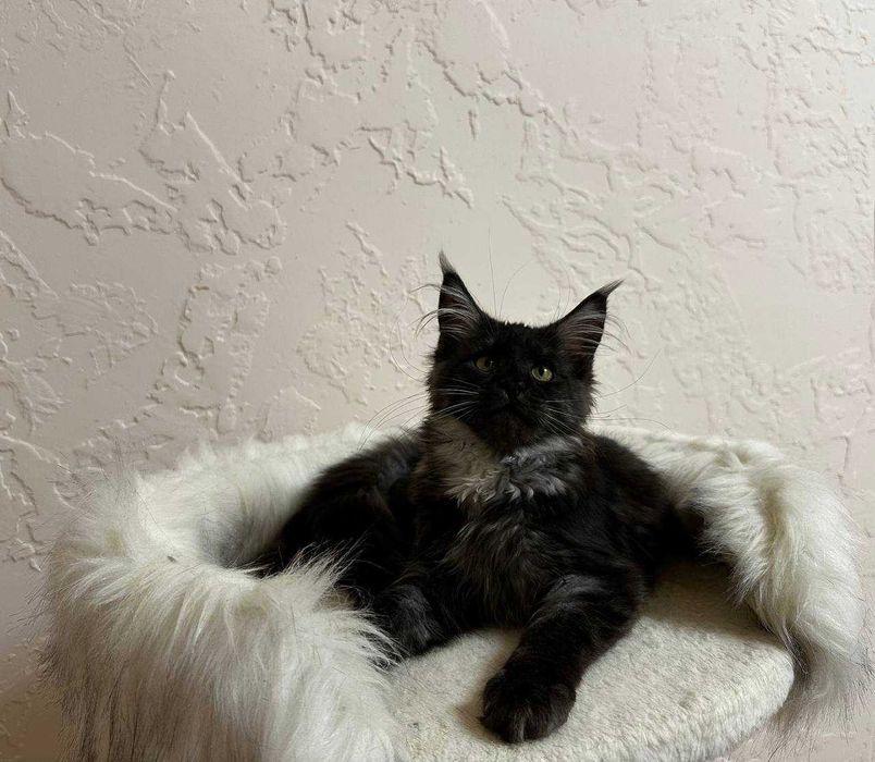 Продаются котята породы мейнкун