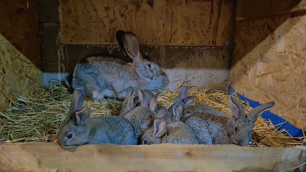 Femela urias german gri