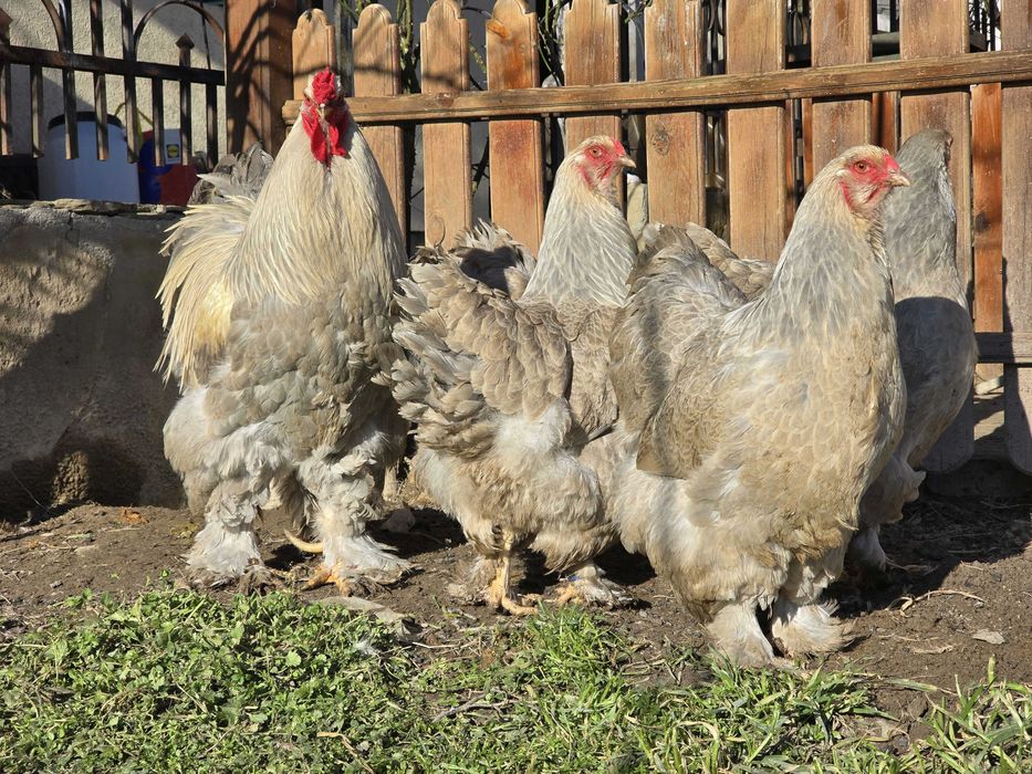 Продавам разплодни яйца от Брама Изабела [Brahma Isabella]