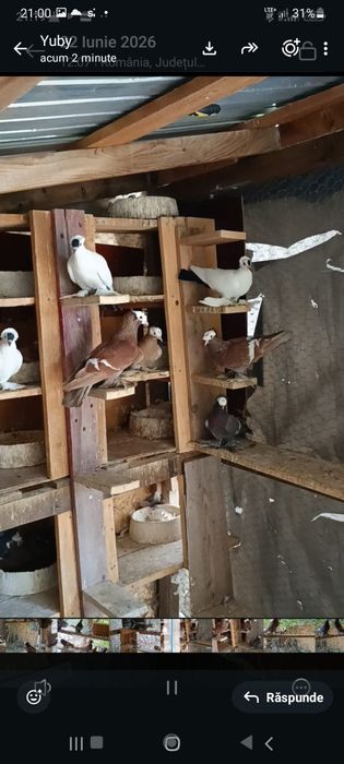 Porumbei de ornament ,voltati indieni ,preoti și spot saxon ,capucini și satineti.