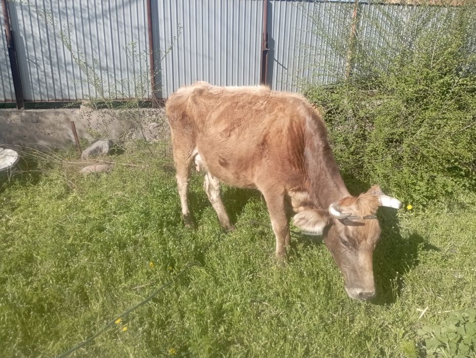 Дойная корова с теленком