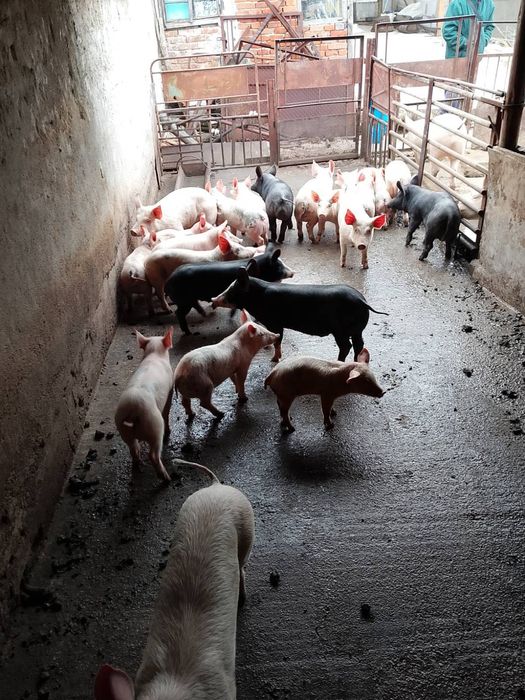 Малки прасета за угояване