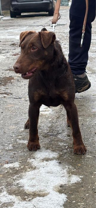 Jagd terrier jagdterrier