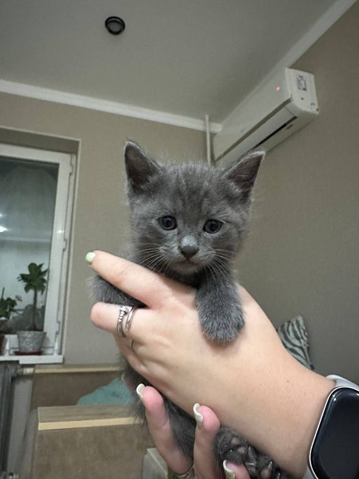Котенок Скотишь Страй
