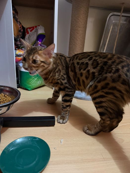 Бенгальский котёнок