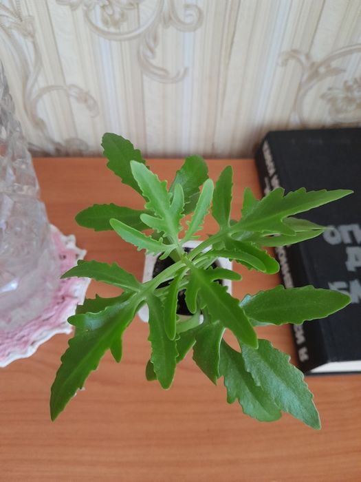 ,,Оленьи рожки,, обменяю