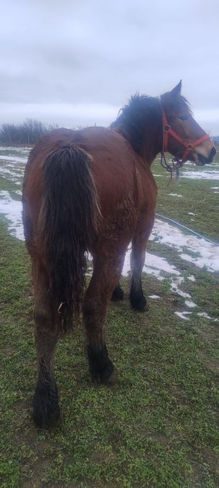 Vand o manza se trage din cai grei