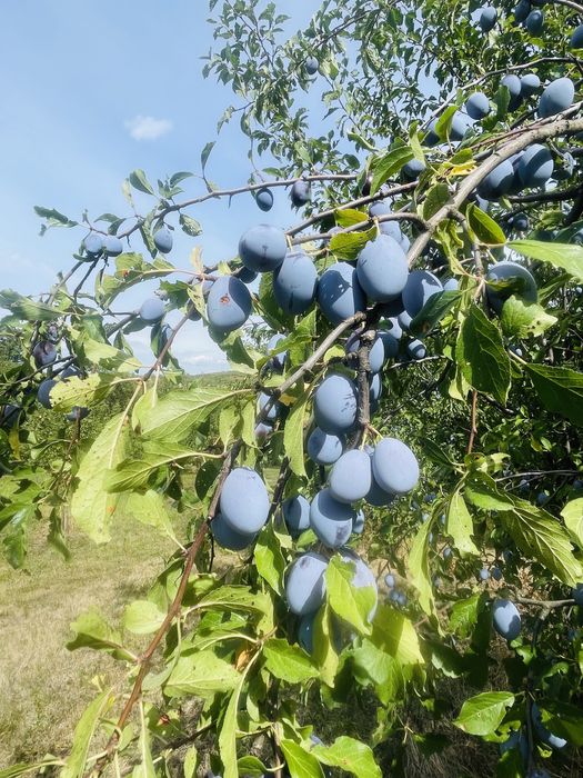 Prune bistritene pentru dulceata si MERE pentru tuica