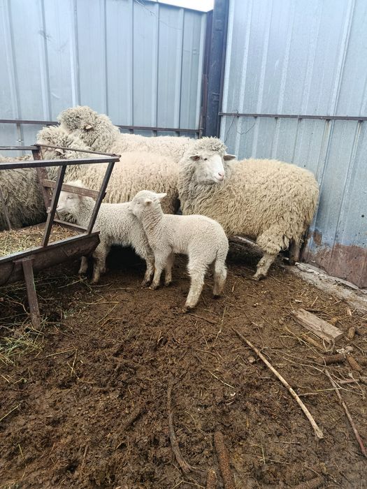Продам матку с ягнятами