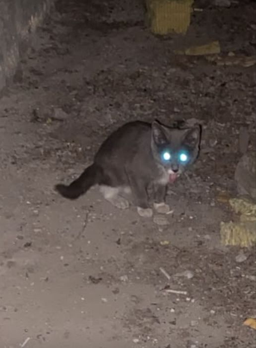Котенок в добрые руки