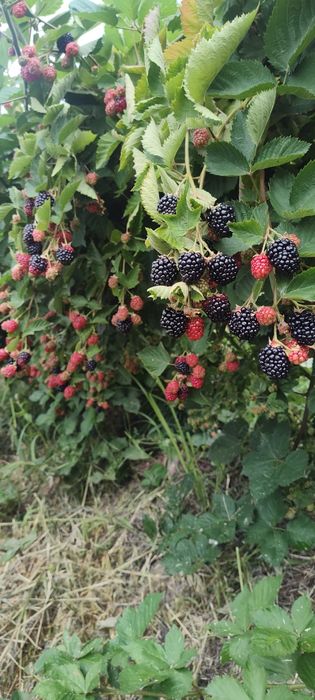 Vindem Butași de Mure