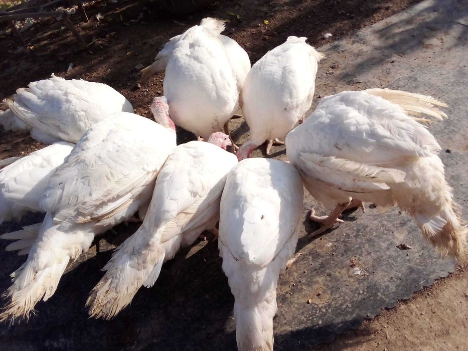 Curcani rasa grea de carne