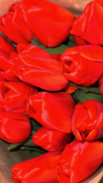 Тюльпаны оптом в Алматы