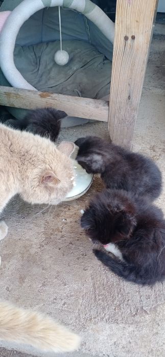 Отдам котят в добрые руки