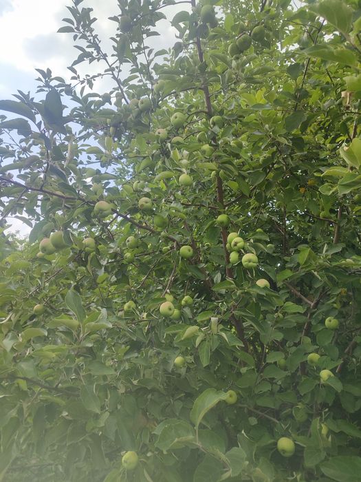 Продам дачу на бухтарме 3 уровня