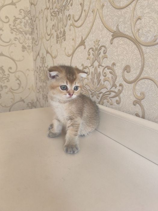 Кошки золотая шиншила