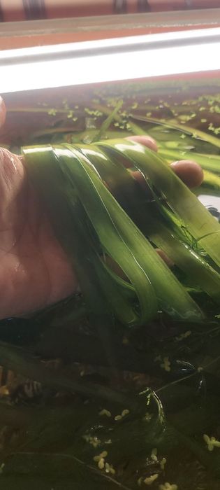 Молинезия. Растения Рыбки аквариумные.