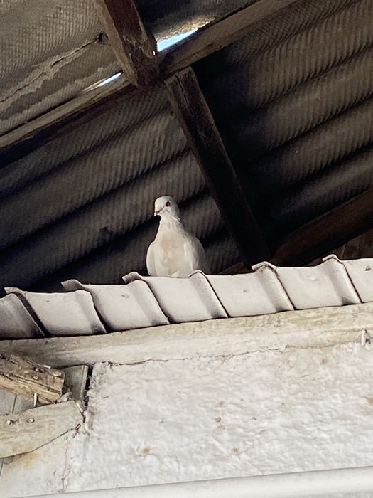 Птицы одна пара  продается