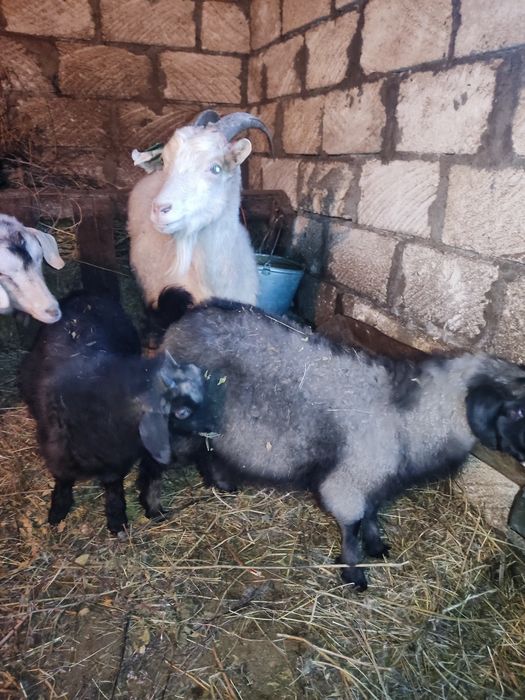 Коза с козлятами