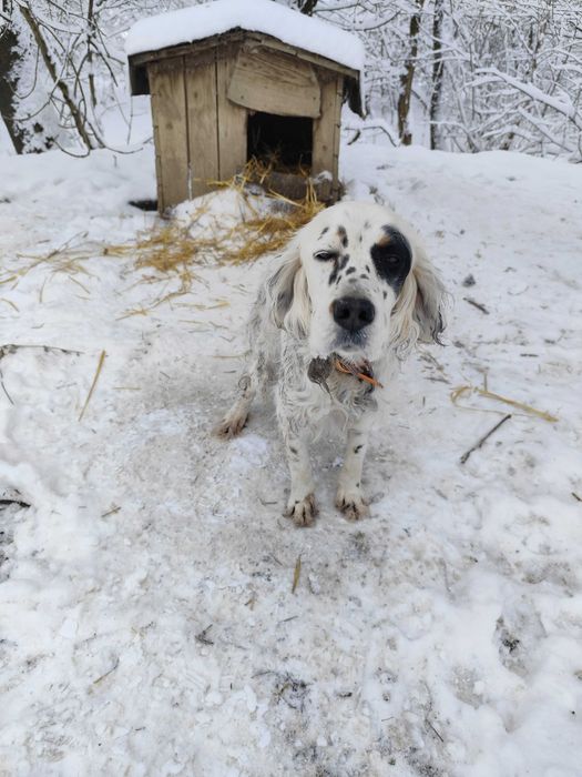 Ловно куче Сетер