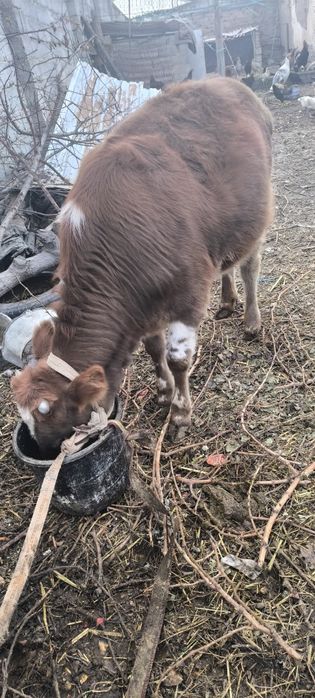 Гунажин сотилади...