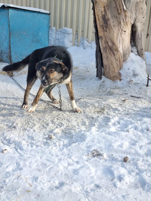 Дарю в добрые и ответственные руки
