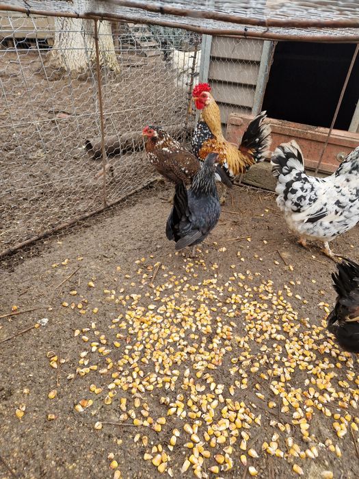 Găini și cocosi japonez