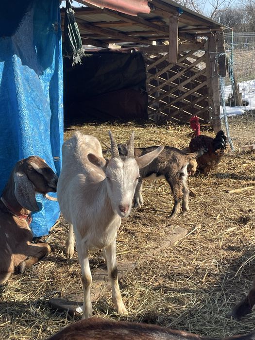 Vand o capra de taiat sau de tinut are lapte ,