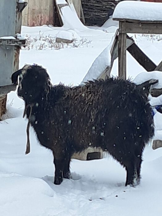 Зинин с козлятоми