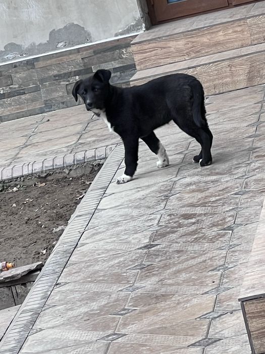 Отдам щенка в хорошие руки