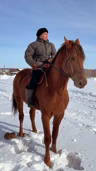 Айғыр сатылады АСТАНА