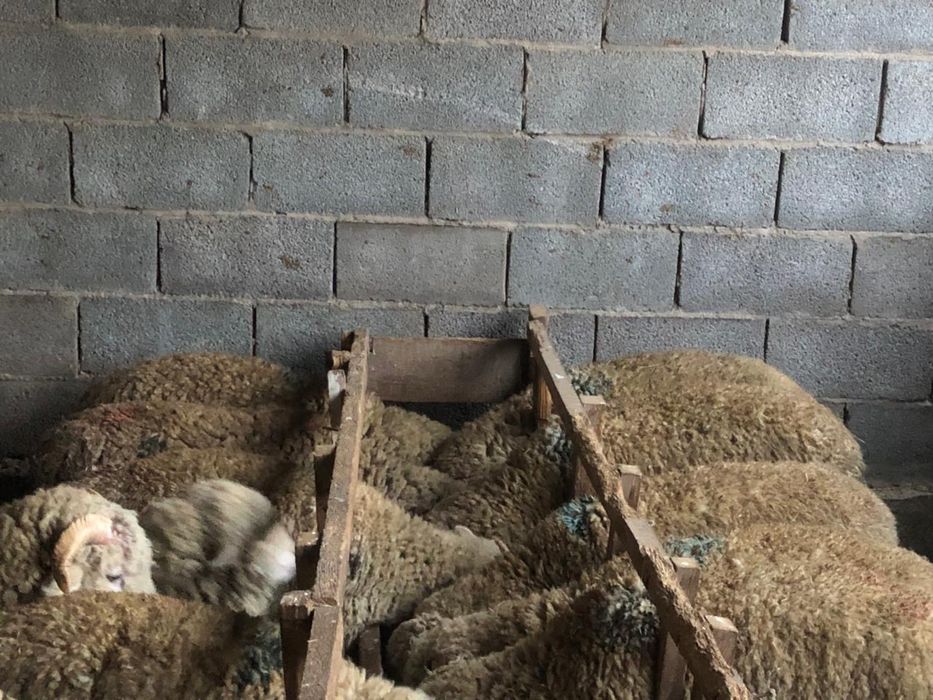 Еркек қошқарлар 70