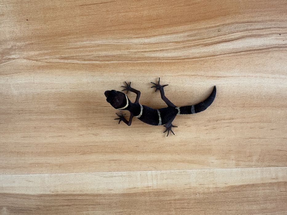 Vand cave gecko, U.milli