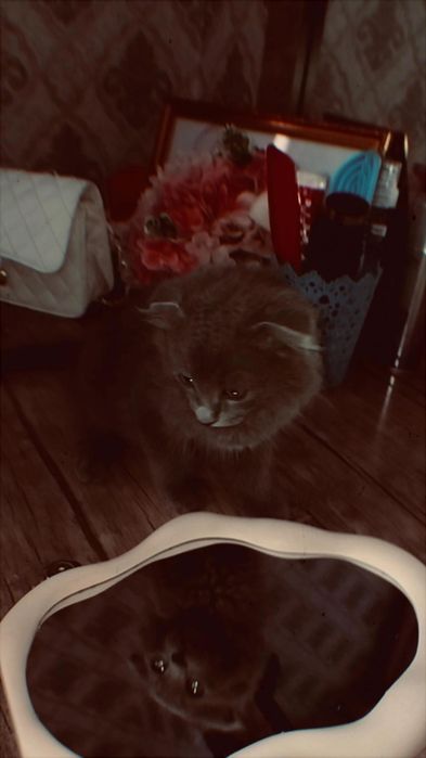 Scottish Fold шотланд вислоух