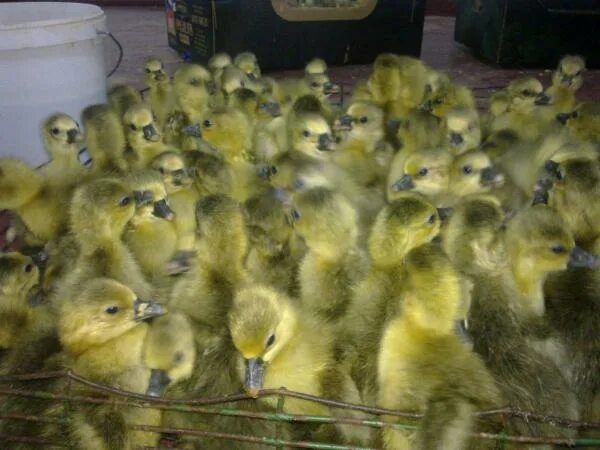 Гусята серая крупная с 5 апреля опт и розница