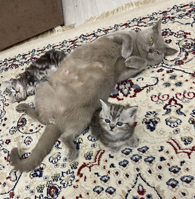 Отдам в добрые руки