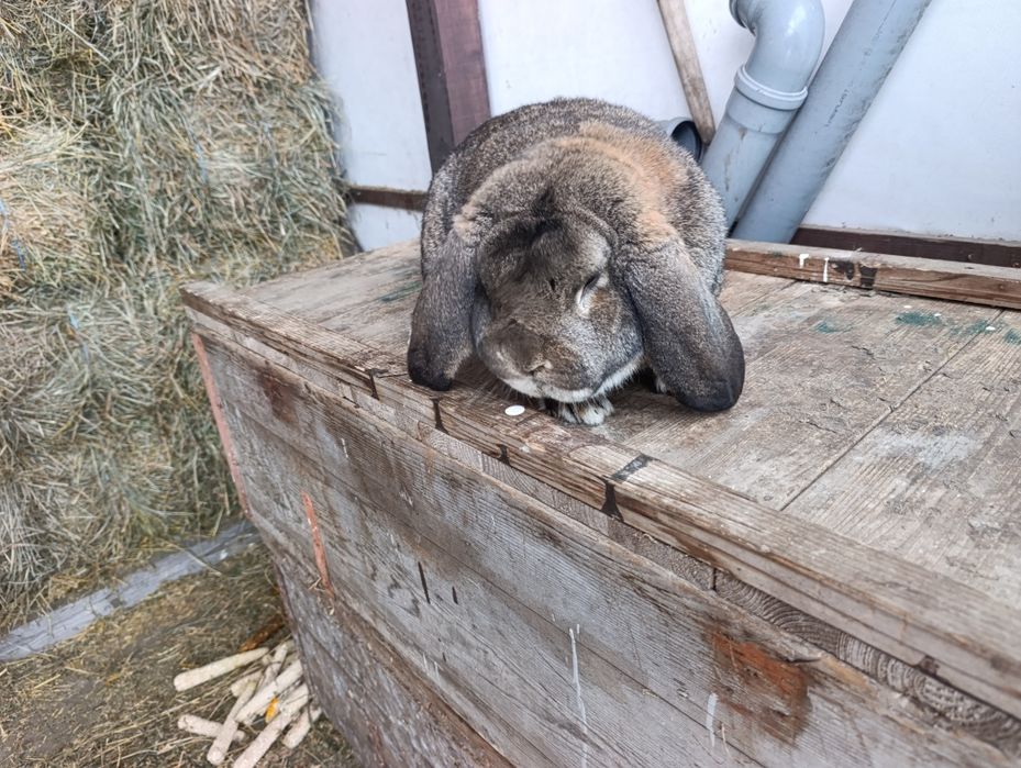 Mascul Berbec German 17.03.2025