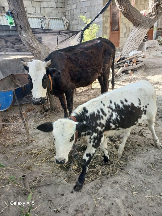 SIGIR bolasi gunojin