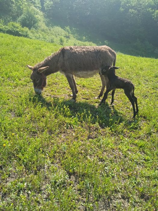 Vând măgăriță cu pui mic fatata recent