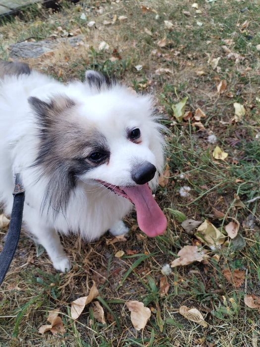 Разхождане на кучета