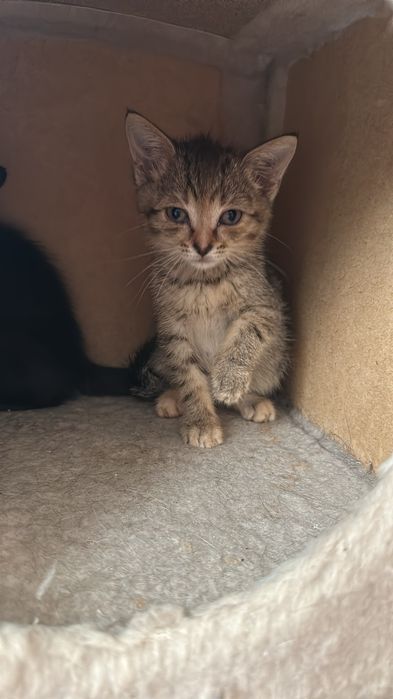 Пристраивается котята 2 мес