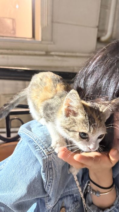 Отдам котенка в хорошие руки